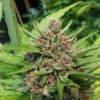 FARMBROS® SEEDS – AK 47 – Bild 2
