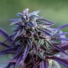 FARMBROS® SEEDS – Blue Dream – Bild 2