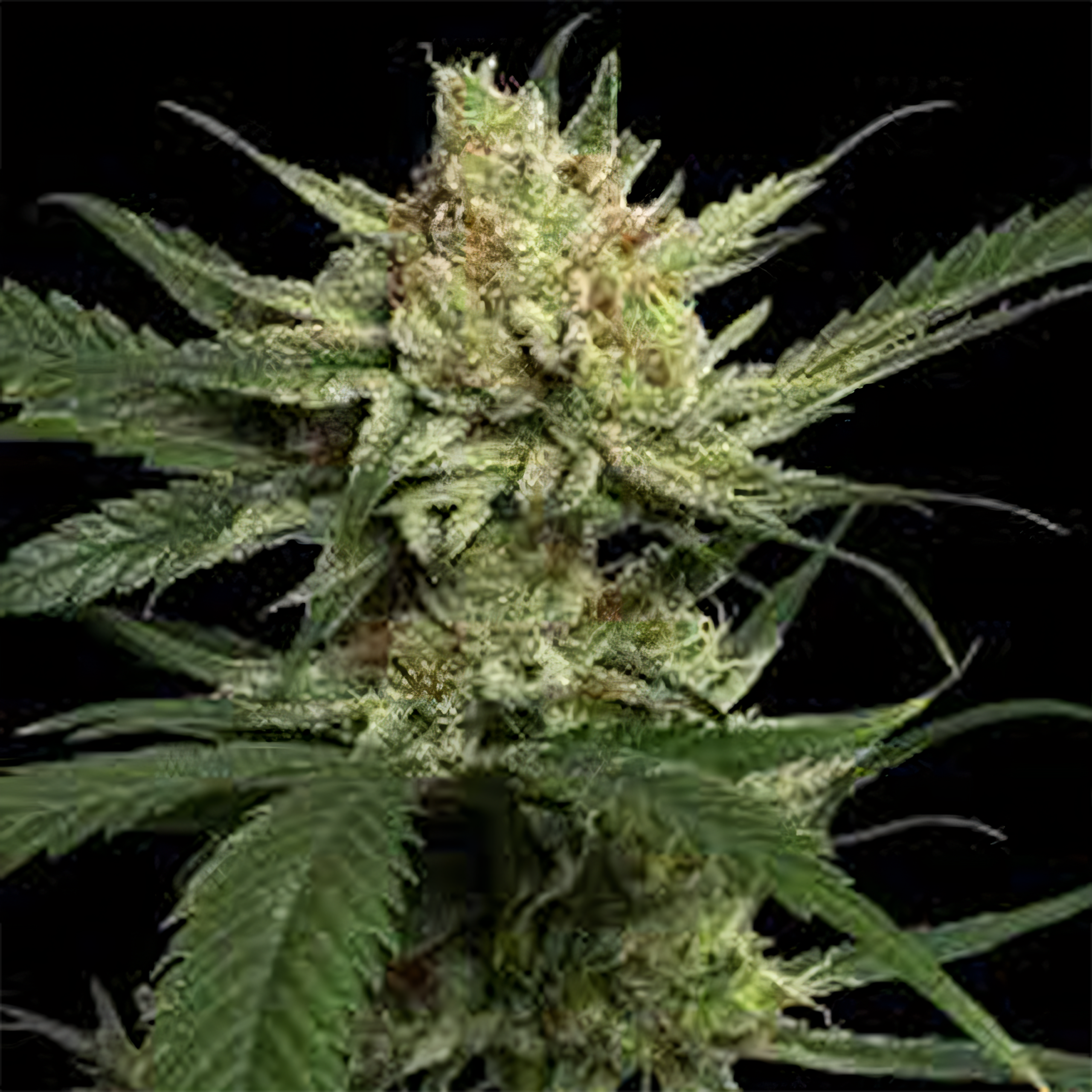 FARMBROS SEEDS  Strawberry Banana | 24 % THC & Fruchtpower