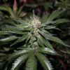 FARMBROS® SEEDS – Key Lime Auto – Bild 2