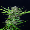 FARMBROS® SEEDS – Mimosa Auto – Bild 2