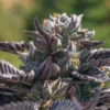 FARMBROS® SEEDS – Frosty Gelato Auto – Bild 2