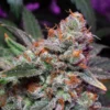 FARMBROS® SEEDS – Hardcore OG – Bild 2