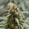 FARMBROS® SEEDS – Mimosa Gusher – Bild 2