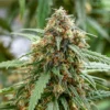 FARMBROS® SEEDS – Modified Grapes – Bild 2