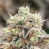 FARMBROS® SEEDS – Zkittlez – Bild 2