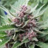 FARMBROS® SEEDS – Tropicana Cookies Auto – Bild 2