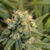 FARMBROS® SEEDS – Wedding Cake – Bild 2