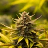 FARMBROS® SEEDS – Forbidden Auto – Bild 2