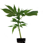 Nahaufnahme eines kräftigen Cannabisstecklings mit gesunder Blattstruktur und sichtbaren Trichomen – ideale Basis für starken Ertrag und Premiumqualität.