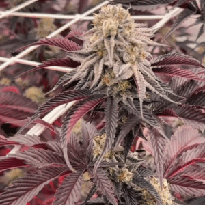 Dante’s Inferno #8 Steckling mit Harzbesatz