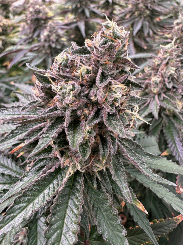 Apple Fritter Steckling mit harzigen Blüten
