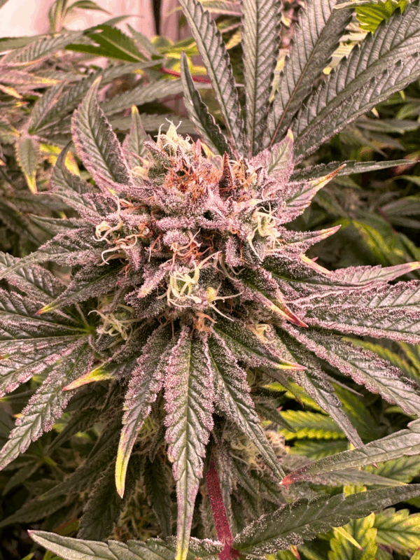 Pineapple Fruz Steckling mit tropischem Aroma