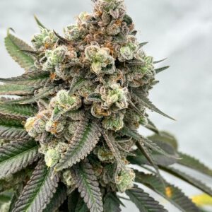 Animal Tsunami Steckling (Jungle Boys Cut)