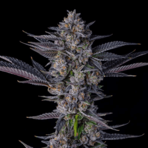 Baby Jokerz Steckling (CLTVD cut)