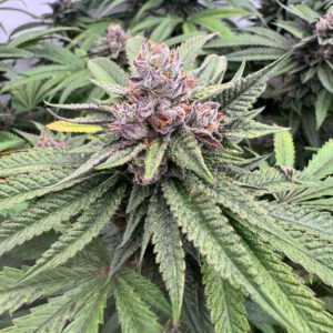 Lemon Cherry Gelato Steckling (Backpack Boyz Cut)