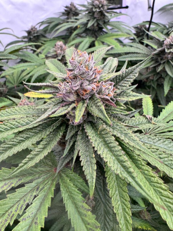 Lemon Cherry Gelato Steckling (Backpack Boyz Cut) – Bild 2