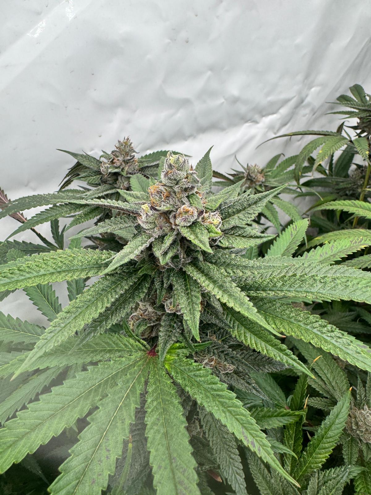 Lemon Cherry Gelato Steckling (Backpack Boyz Cut) – Bild 5