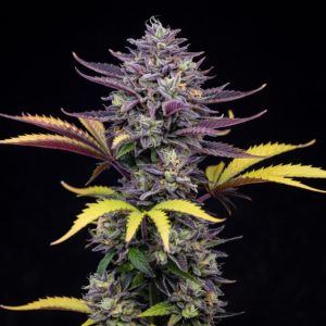 Candy Float Steckling