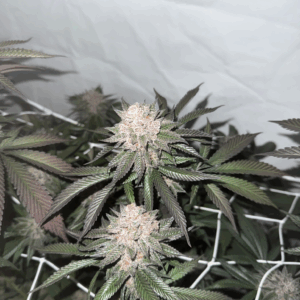 Super Buff Cherry #26 Steckling mit lila Buds und Frost