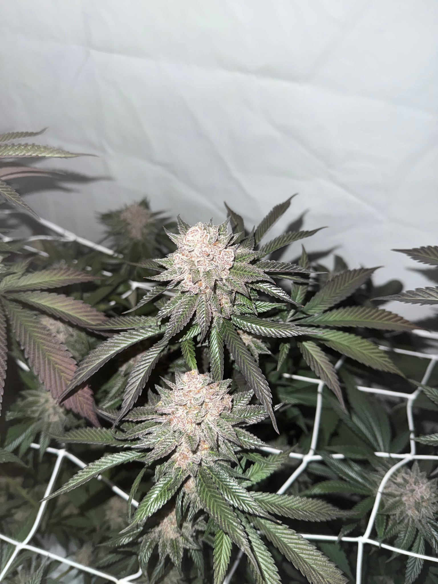 Super Buff Cherry #26 Steckling mit lila Buds und Frost