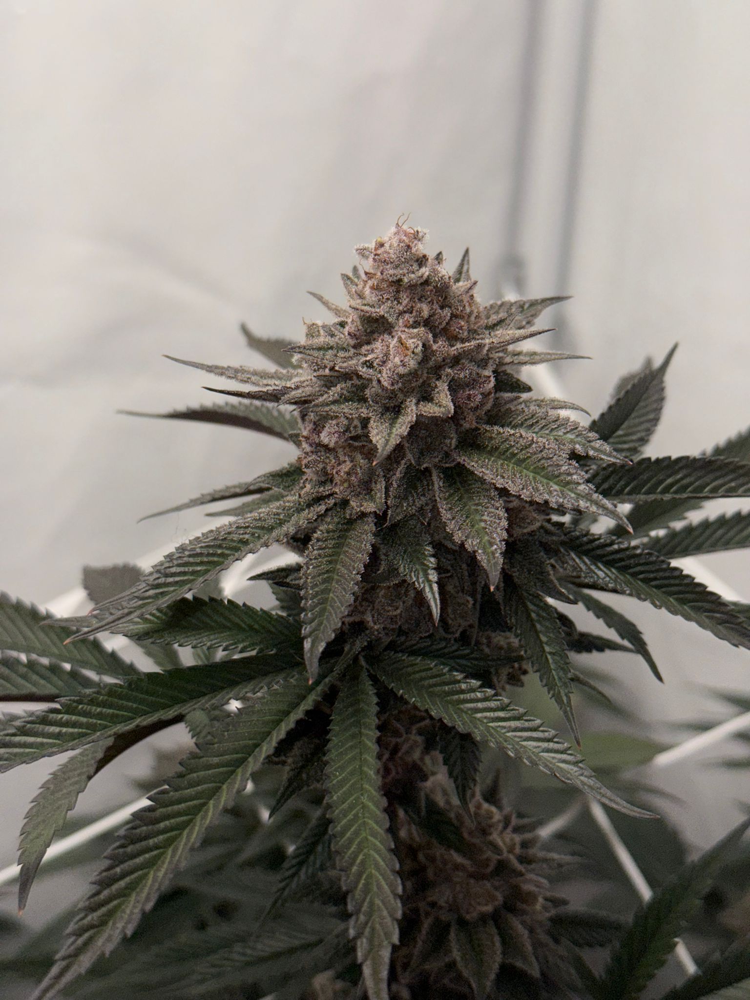 Super Buff Cherry #26 Steckling (GMLS Cut) – Bild 3