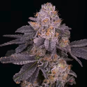 Purple Octane Steckling