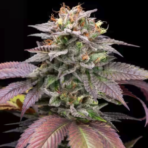 Sherbanger #22 Steckling