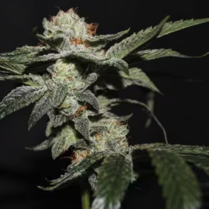 Blue Zushi Steckling