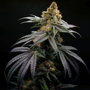 Blockberry Steckling