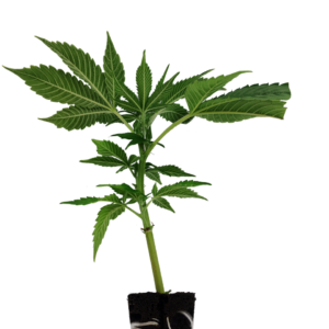 Gelonade Steckling – Lemon Tree Gelato Hybrid