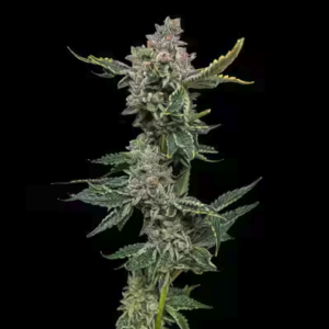 Rainbow Guava Steckling