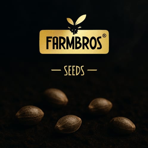 Blockberry Steckling - FARMBROS SEEDS