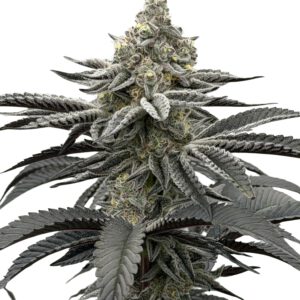 Fugazi Funk Cannabis Blüte mit dunklen Blättern und extremer Harzproduktion