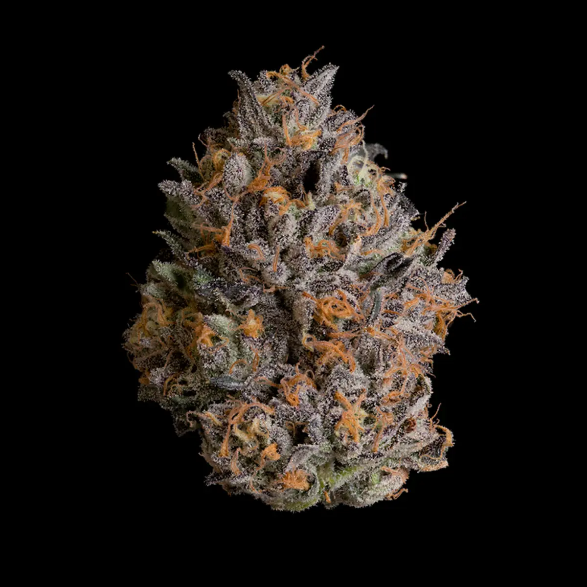 Wizard Trees - Black Bow (Rainbow Runtz x Black Magic) – Bild 2